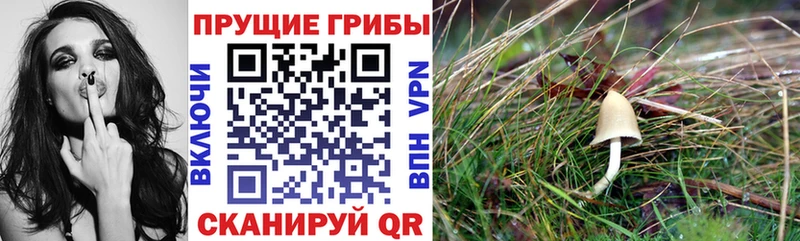 Псилоцибиновые грибы Cubensis  купить наркотики сайты  Выкса 